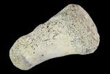 Hadrosaur Finger Bone - Alberta (Disposition #-) #95158-1